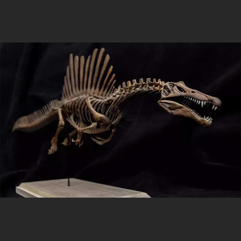 Original 1/20 Spinosaurus Skeleton Action Figure Model Toys Collection Scene Decoration Gift