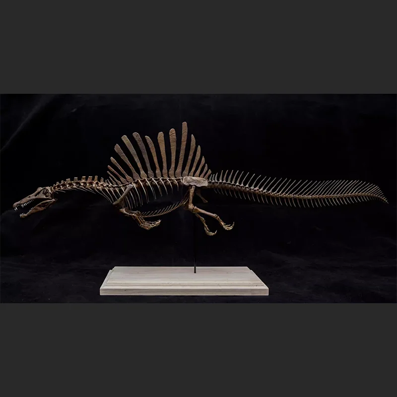 Original 1/20 Spinosaurus Skeleton Action Figure Model Toys Collection Scene Decoration Gift